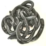 Berkley egnc6-blk nightcrawler 6in black műcsali