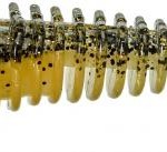 Tipsy sxl 10cm itb ghost zander