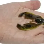 7g 10cm green pumpkin chartreuse quantum 4street b-ass craw 5darab - Image 3