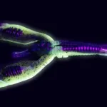 7g 10cm green pumpkin chartreuse quantum 4street b-ass craw 5darab - Image 4
