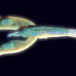 7g 10cm firetiger quantum 4street b-ass craw 5darab - Image 4