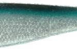 Dexter shad 11cm bright rudd
