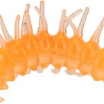 Magic larva 3,5cm ghost orange