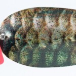 Jaxon holo select karaś krol lures 1 16,0g j támolygó villantó
