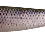 Fox rage super natural pro shads roach 28cm gumihal