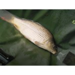 Pontymatrac Delphin Eazy SAFE - - Image 3