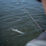 Fox rage warrior zander jig rod 10-30g 240cm 2 részes pergető horgászbot - Image 11