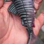 New jointed replicant colours fox rage jointed replicant 23cm / 9inch 150g young perch - Image 8