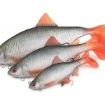 Fox rage ultra-realistic roach replicant fox rage ultra-realistic roach replicant 14cm - 45g/#2 - Image 2