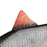 Fox rage ultra-realistic roach replicant fox rage ultra-realistic roach replicant 14cm - 45g/#2 - Image 4
