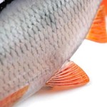 Fox rage ultra-realistic roach replicant 18cm - 80g/#1/0 swimbait - Image 3
