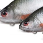 Fox rage ultra-realistic roach replicant 18cm - 80g/#1/0 swimbait - Image 5
