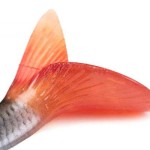 Fox rage ultra-realistic roach replicant 18cm - 80g/#1/0 swimbait - Image 7