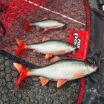 Fox rage ultra-realistic roach replicant 18cm - 80g/#1/0 swimbait - Image 9