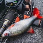 Fox rage ultra-realistic roach replicant 18cm - 80g/#1/0 swimbait - Image 10