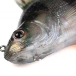 Fox rage ultra-realistic perch replicant fox rage ultra-realistic perch replicant 14cm - 52g/#2 - Image 4