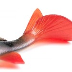 Fox rage ultra-realistic perch replicant fox rage ultra-realistic perch replicant 14cm - 52g/#2 - Image 6