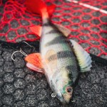 Fox rage ultra-realistic perch replicant fox rage ultra-realistic perch replicant 14cm - 52g/#2 - Image 8