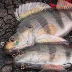Fox rage ultra-realistic perch replicant fox rage ultra-realistic perch replicant 14cm - 52g/#2 - Image 9