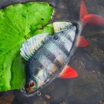 Fox rage ultra-realistic perch replicant fox rage ultra-realistic perch replicant 14cm - 52g/#2 - Image 10
