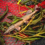 Fox rage ultra-realistic pike replicant fox rage ultra-realistic pike replicant 15cm - 30g/#4 - Image 10