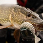 Replicant jointed - new colours fox rage jointed replicant 18cm / 7inch 80g original stickleback - Image 3
