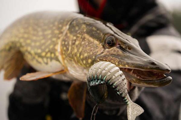 Replicant jointed - new colours fox rage jointed replicant 18cm / 7inch 80g original stickleback - Image 3