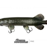 Fox rage ultra natural replicants "ultra natural roach replicant 23cm 9""" - Image 7