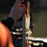 Fox rage slick eel loaded "28cm/11"" size 1/0 - uv hot olive" - Image 7