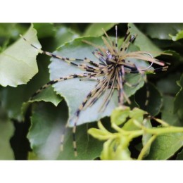 Rapture Fiz Jig C05 7,0g #01 2db, speciális műcsali