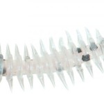 Jaxon intensa paproch nymph soft lures e 5,0cm e soft bait