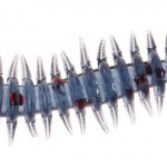 Jaxon intensa paproch nymph soft lures i 5,0cm i soft bait