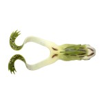SPRO IRIS THE FROG 12CM NATUR GREEN FROG - Image 3
