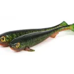 Fox rage new super slick shad colours 18cm/7" x2 uv goldie gumihal - Image 7