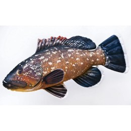 Halas Párna - THE Dusky Grouper