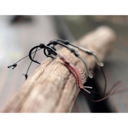 PB Shrimp Aligners